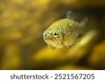 Small Rainbow Trout (Oncorhynchus mykiss) in a warm flowing river. Light pours down on the small salmonid species native to North America. Controlled Conditions  