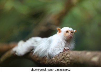 Small, rare rain forest monkey with silvery-white fur, lying on a branch against blurred green background. Direct view. Silvery marmoset, Mico argentatus, eastern Amazon Rainforest, Brazil.