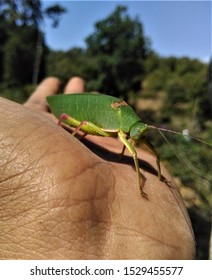 small rare type of grass hopper 
