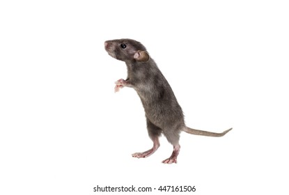 small rat looking