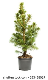 Small, Real Undecorated Bare Christmas Tree In A Pot Isolated On White Background