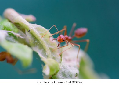 Small red ant and select focus ant eyes