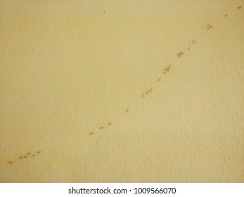 A Small Red Ant Trail On A Yellow House Wall.