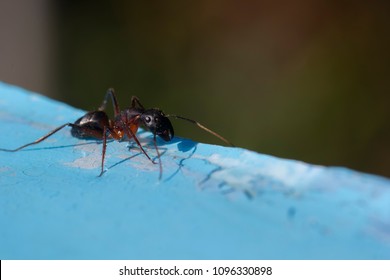 small red ants, pharaoh ants, Monomorium pharaonis, foraging along a path and moving food together.