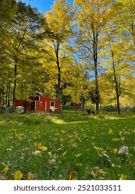 Small Red Barn Surrounded by Fallen Leaf Covered Green Grass Pasture, With Yellow Fall Foliage on all the Trees on a Sunny Day