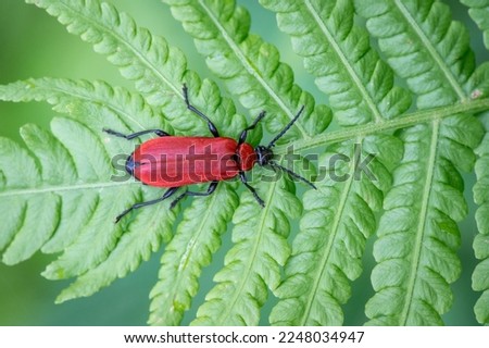 Small red beetle - insect - The rarer black-headed cardinal beetle (Pyrochroa coccinea) crawling on a green fern leaf in the middle of summer in the Czech Republic