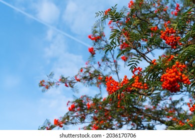 Small Red Berries Growing On Mountain Ash Tree (Sorbus Aucuparia Or Rowan Tree) In Early Autumn In The UK