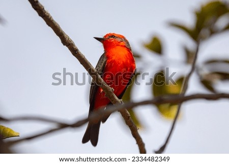 Small red bird known as 'prince' Pyrocephalus rubinus perched on dry tree with blue sky and full moon background Stock photo © 