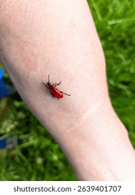 A small red bug sitting on a person's arm.