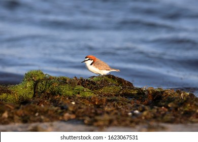 Small Red Capped Plover Amongst The Weed