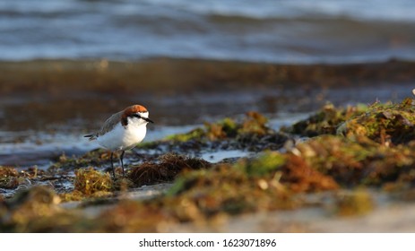 Small Red Capped Plover Amongst The Weed 