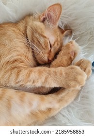 A Small Red Cat Is Sleeping On A White Fur Rug.