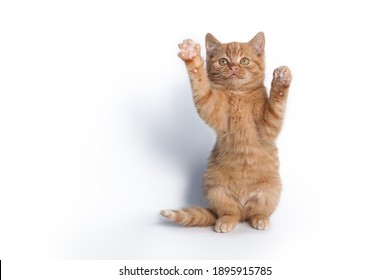 A small red cat stands on its hind legs and waves its paw isolated on a white background.