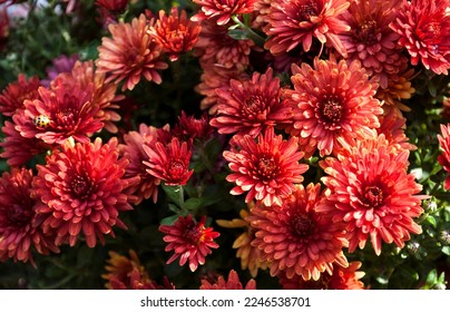 small red chrysanthemums decoration of the autumn garden
