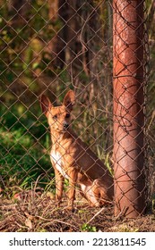 A Small Red Dog Behind A Mesh Fence In Autumn