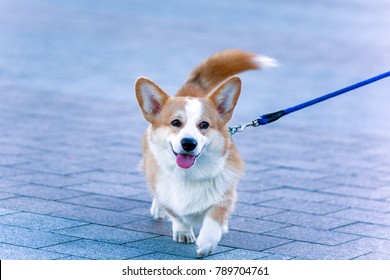 A Small Red Dog Of Corgi Breed For A Walk On A Leash In The City. The Life Of Dogs In Cities.