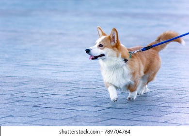 A Small Red Dog Of Corgi Breed For A Walk On A Leash In The City. The Life Of Dogs In Cities.