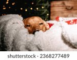 A small red dog lying in a white blanket under the Christmas tree (selective focus)