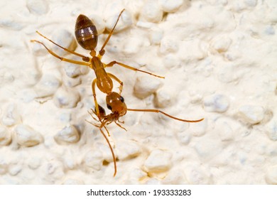 A Small Red Fire Ant (Solenopsis Invicta) Biting The Antenna Of A Much Larger Carpenter Ant (Camponotus Castaneus)