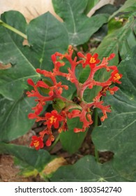 Small Red Flowers In Cubbon Park