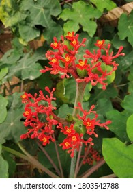 Small Red Flowers In Cubbon Park