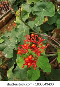 Small Red Flowers In Cubbon Park