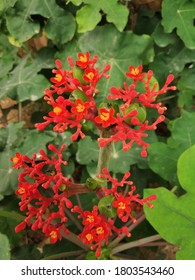 Small Red Flowers In Cubbon Park