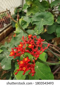 Small Red Flowers In Cubbon Park