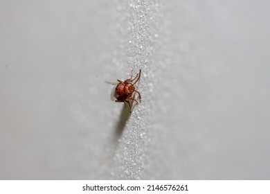 Small Red Flying Ant Close Up