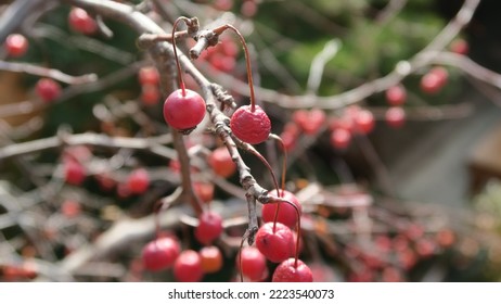 A small red fruit 2