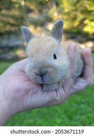 Small Red Harlequin Baby Bunny 