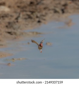 A Small Red Headed Finch In Flight