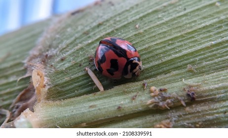 small red insects or ladybugs (kepik) on corn husks