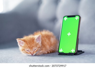 Small Red Kitten Lying With Green Screen IPhone 12. Advertising Of Goods For Cats And Kittens. Chroma Key. 04oct2021 Moscow Russia.