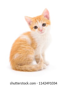 Chaton Fond Blanc Stock Photos Images Photography Shutterstock