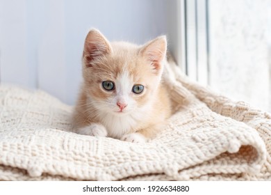 A small red kitten sits by the window on a plaid and looks directly into the frame - Shutterstock ID 1926634880