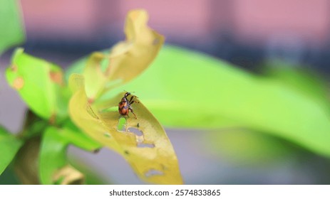 A small red ladybug was on the leaf which it was eating, making holes