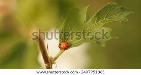 Small red ladybug perched on a green leaf in the field