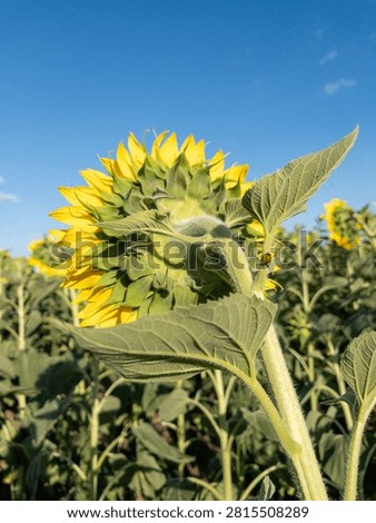 Small red ladybug resting on the green stem of a sunflower against a blue sky. Beautiful nature detail showing the back of a blooming sunflower with lush green leaves and a tiny red ladybird resting on the hairy stem. Bright blue summer sky in the background. Eco-friendly farming and natural pest control concept.