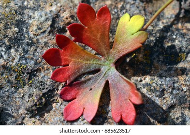Small red leaf