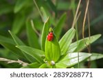 Small red leaf beetle bug on a green leaf of a plant from up close