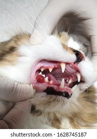 
Small Red Lump On The Cat's Gums