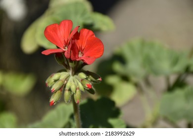 Small Red Muscatel Flower With Buds Below Them