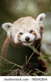A small red panda
