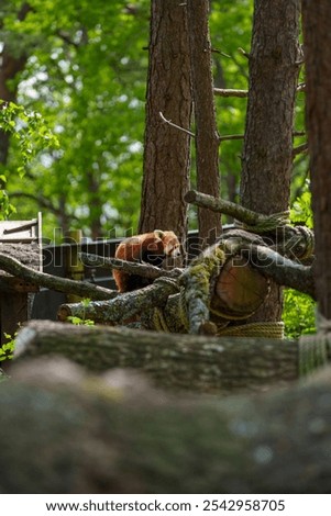 A small red panda on a tree branch