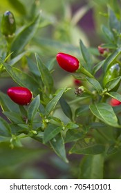 Small Red Pepper