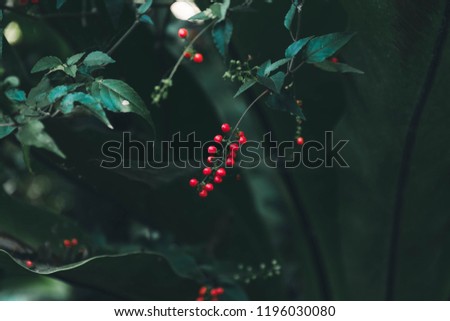 Similar – Image, Stock Photo Close-up of red berries and leaves of schinus molle in nature