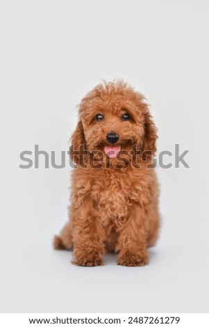 Small red poodle on a white background with flowers in a basket