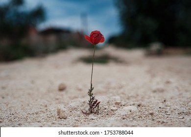 A small red poppy flower made its way through the stone. Will to life, willpower concept