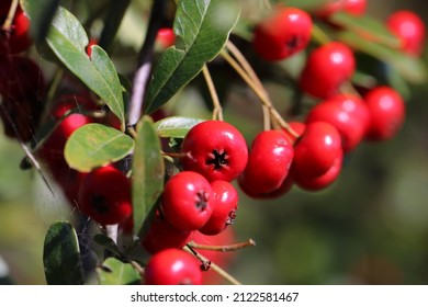 688 Red seeds pyracantha Images, Stock Photos & Vectors | Shutterstock